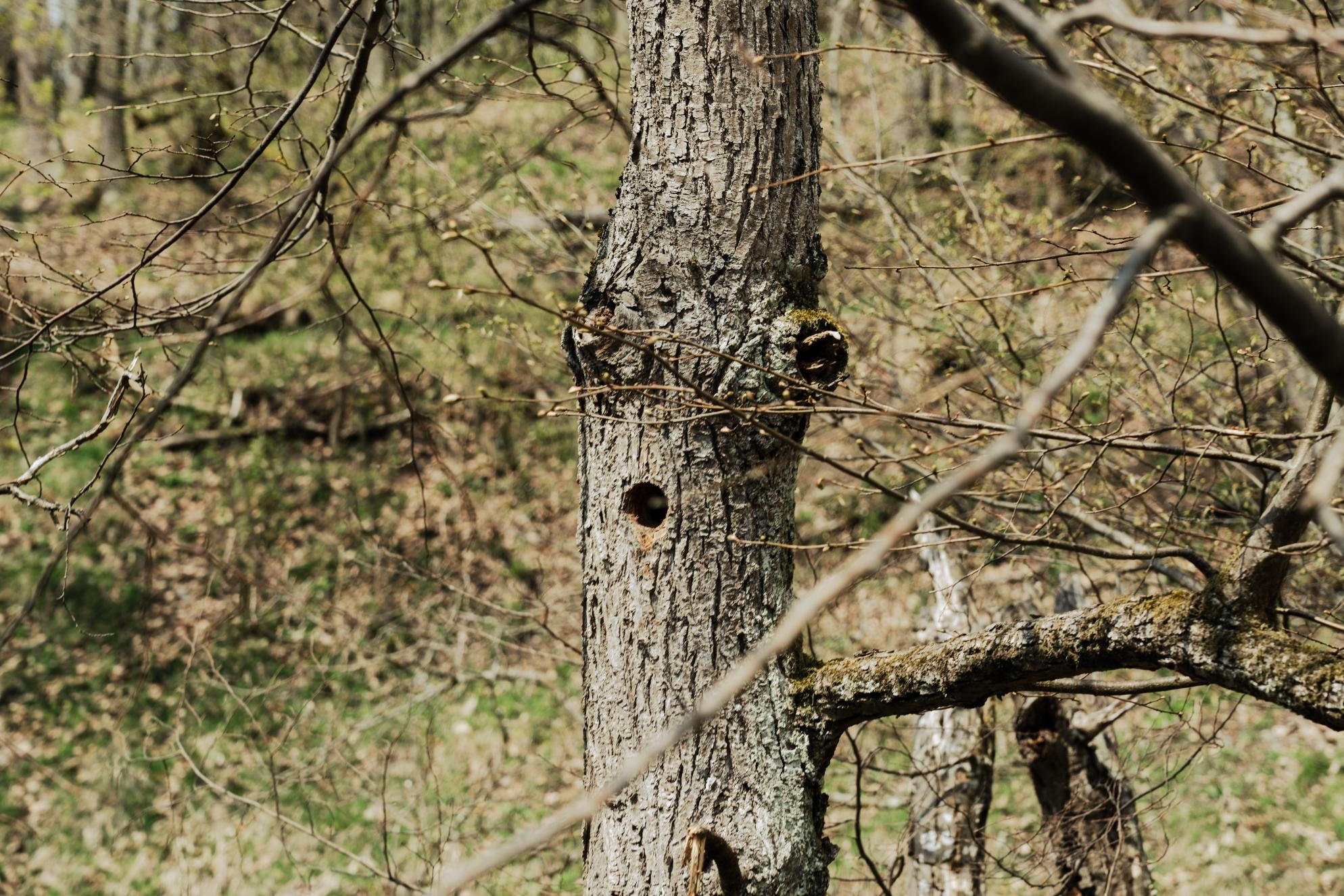 In diesem Baum hat sich ein Specht ein Nest gebaut.