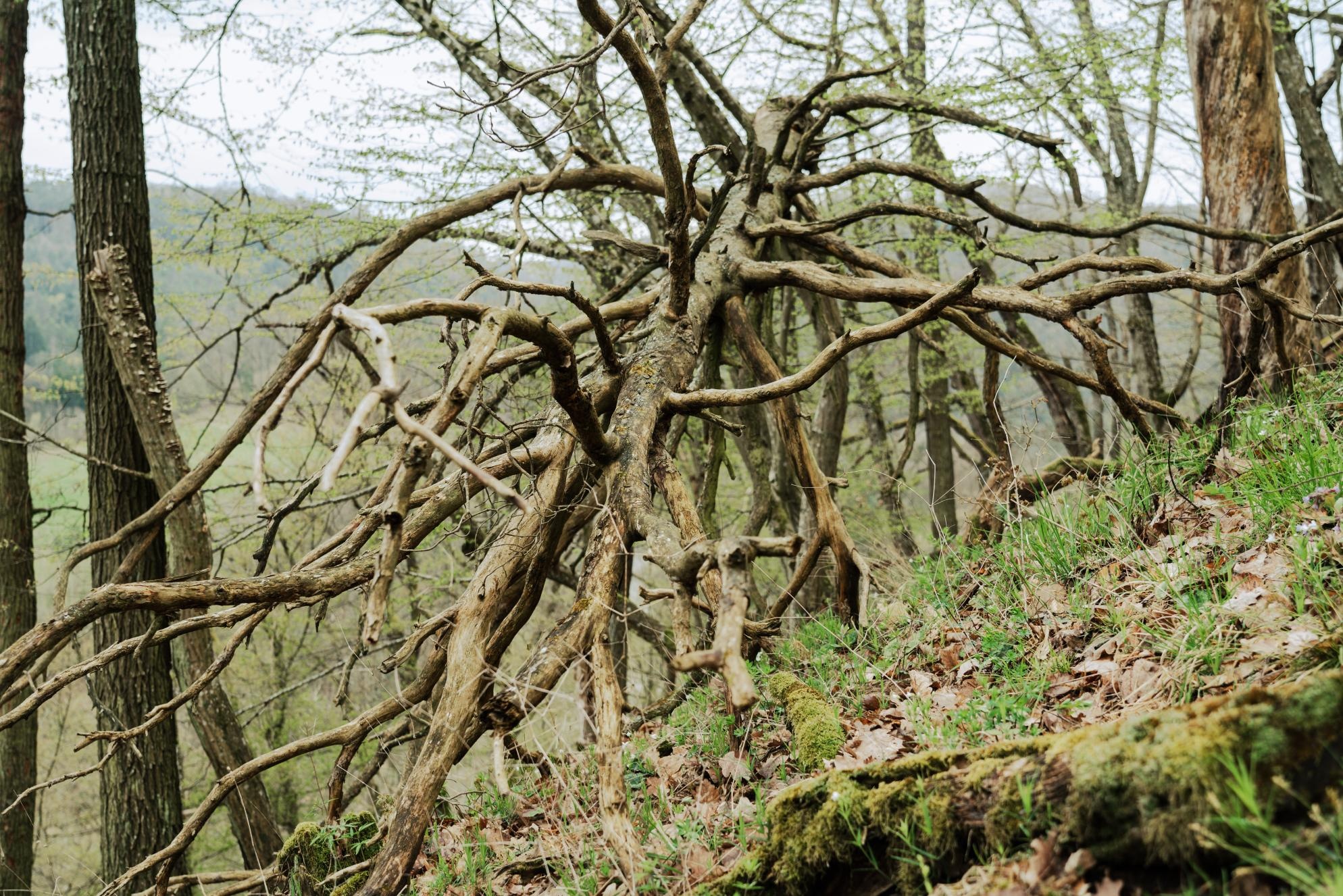 Tote Bäume in einem Fichtenwald.