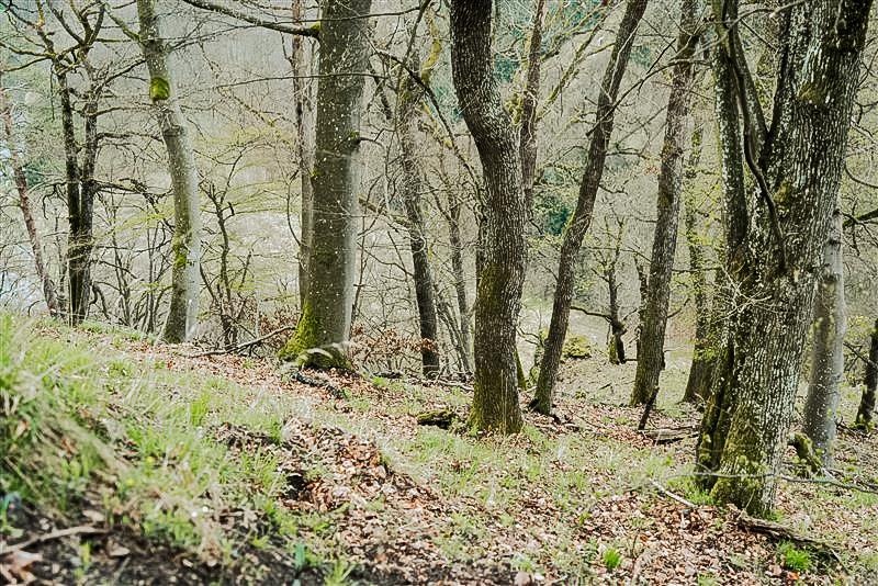 Blick auf einen Naturwald.