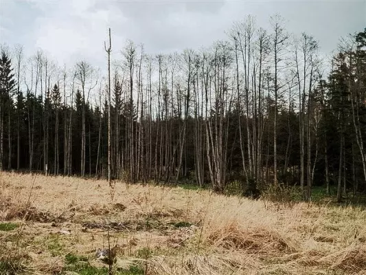 Fichtenwald der von Borkenkäfern befallen ist.