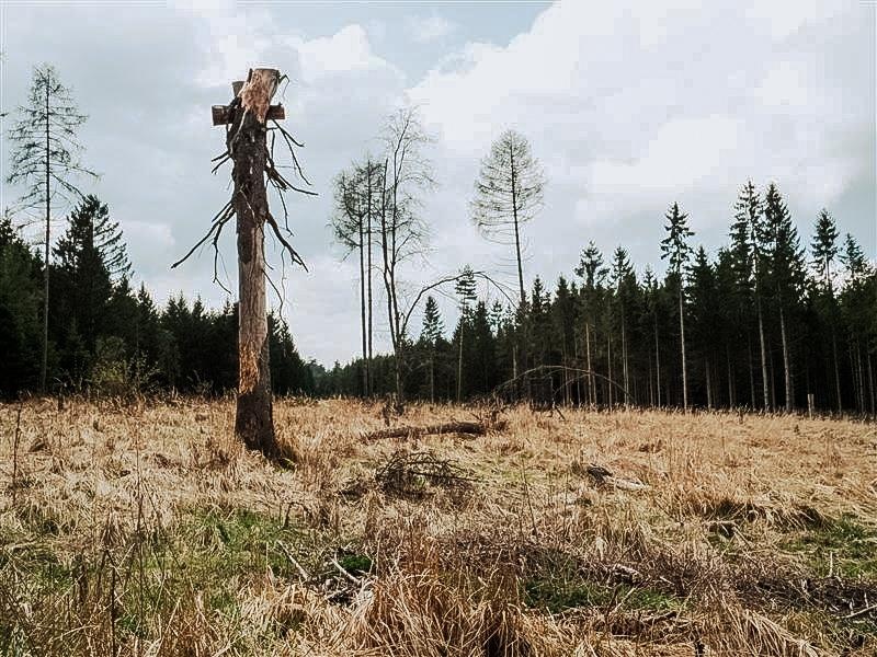 Fichtenwald von Borkenkäfer befallen.