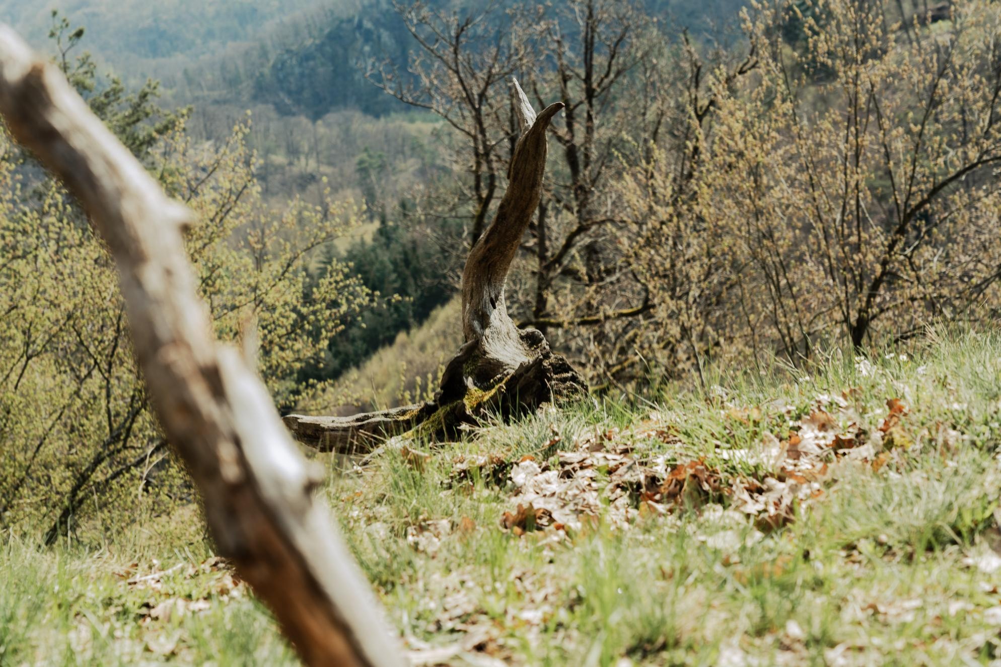 Unterschiedliche Bäume und Totholz gehören zum Bild eines Naturwaldes.