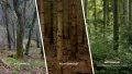 Ein dreigeteiltes Bild ist zu sehen. In einem eine Aufnahme von einem Naturwald mit großen, alten Bäumen, eine Aufnahme von einem dunklen Fichtenforst und eine Aufnahme von einem naturnah bewirtschafteten Wald mit vielen jungen Bäumen.