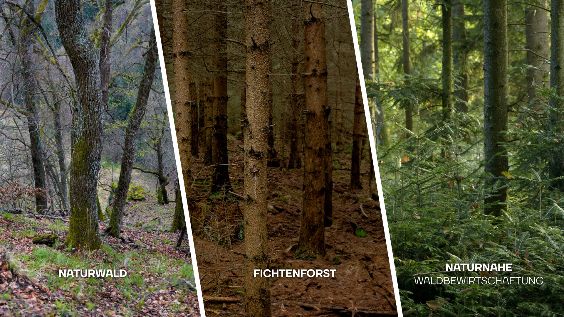Ein dreigeteiltes Bild ist zu sehen. In einem eine Aufnahme von einem Naturwald mit großen, alten Bäumen, eine Aufnahme von einem dunklen Fichtenforst und eine Aufnahme von einem naturnah bewirtschafteten Wald mit vielen jungen Bäumen.