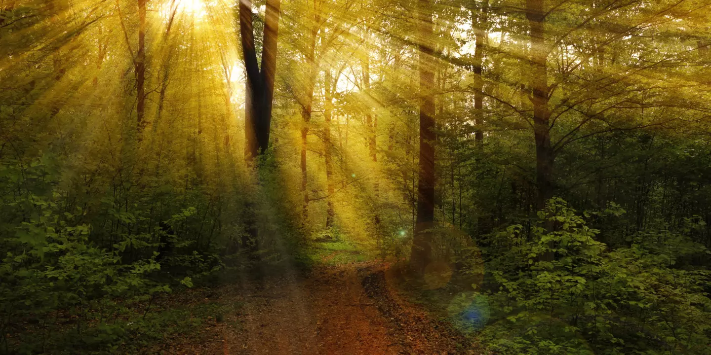 Sonnenstrahlen scheinen durch Baumwipfel - der Wald als Symbol für das Renaturierungsgesetz und dessen Bedeutung.