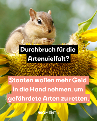 #1 Eichhörnchen frisst Sonnenblume, dazu der Text: Durchbruch für die Artenvielfalt? Staaten wollen mehr Geld in die Hand nehmen, um gefährdete Arten zu retten.
