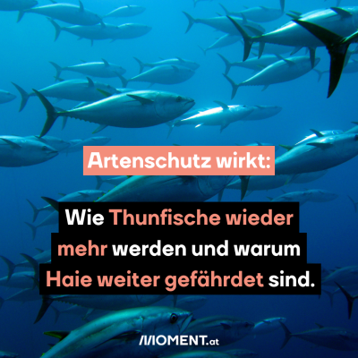 Bild zeigt Thunfisch-Schwarm im Meer, dazu der Text: Artenschutz wirkt: Wie Thunfische wieder mehr werden und warum Haie weiter gefährdet sind.