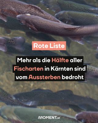 Fische schwimmen. Text:  Rote Liste  Mehr als die Hälfte aller   Fischarten in Kärnten sind   vom Aussterben bedroht 