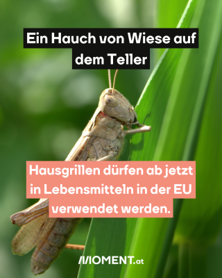 Grille auf einem Blatt. Text: Ein Hauch von Wiese auf dem Teller. Hausgrillen dürfen ab jetzt in Lebensmitteln in der EU verwendet werden.