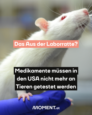 Laborratte auf der Hand. Text:  Das Aus der Laborratte?  Medikamente müssen in   den USA nicht mehr an   Tieren getestet werden 