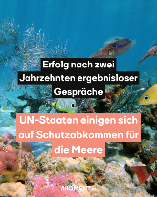 Fische Unterwasser, dazu der Text: Erfolg nach zwei Jahrzehnten ergebnisloser Gespräche. UN-Staaten einigen sich auf Schutzabkommen für die Meere.
