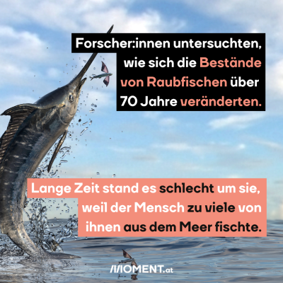 Bild zeigt aus dem Meer springenden Schwertfisch, dazu der Text: Forscher:innen untersuchten, wie sich die Bestände von Raubfischen über 70 Jahre veränderten. Lange Zeit stand es schlecht um sie, weil der Mensch zu viele von ihnen aus dem Meer fischte.