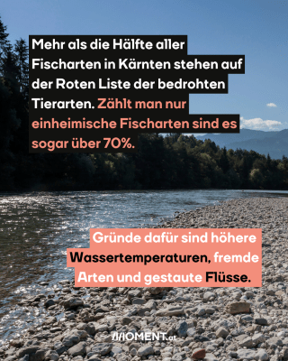 Gewösser. Text:  Mehr als die Hälfte aller   Fischarten in Kärnten stehen auf   der Roten Liste der bedrohten   Tierarten. Zählt man nur   einheimische Fischarten sind es   sogar über 70%.  Gründe dafür sind höhere   Wassertemperaturen, fremde   Arten und gestaute Flüsse. 