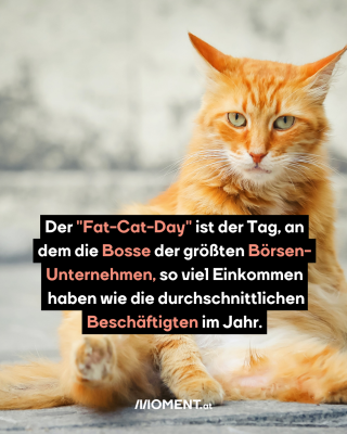 Orange Katze sitzt aufrecht. Text: Der "Fat-Cat-Day" ist der Tag, an dem die Bosse der größten Börsen-Unternehmen, so viel Einkommen haben wie die durchschnittlichen Beschäftigten im Jahr.