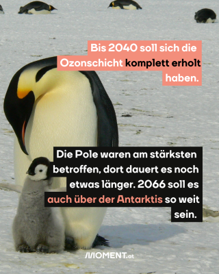 Ein Baby-Pinguin steht an seine Mutter gekuschelt im Schnee. Im Hintergrund sieht man weitere Pinguine am Boden dahinschlittern.