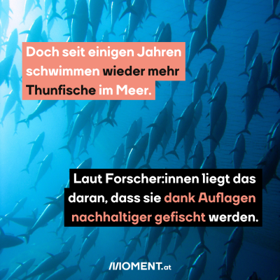 Bild zeigt Thunfisch-Schwarm von unten, dazu der Text: Doch seit einigen Jahren schwimmen wieder mehr Thunfische im Meer. Laut Forscher:innen liegt das daran, dass sie dank Auflagen nachhaltiger gefischt werden.