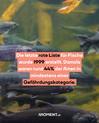Fische im Fluss. Text: Die letzte rote Liste für Fische   wurde 1999 erstellt. Damals   waren rund 44% der Arten in   mindestens einer   Gefährdungskategorie. 