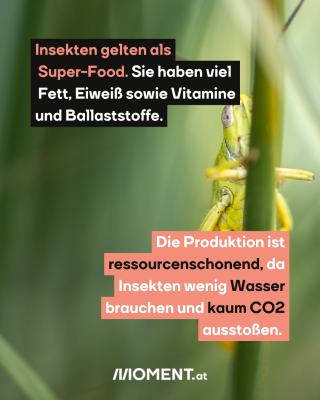 Eine Grille klammert sich an einen Halm. Text: Insekten gelten als  Super-Food. Sie haben viel  Fett, Eiweiß sowie Vitamine und Ballaststoffe.  Die Produktion ist ressourcenschonend, da Insekten wenig Wasser brauchen und kaum CO2 ausstoßen.