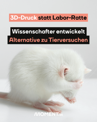 Eine weiße Ratte ist zu sehen. Sie hält sich mit ihren Pfötchen die Augen zu.