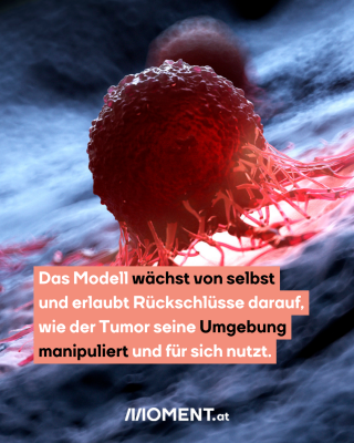 Das Modell eines roten Tumors ist zu sehen.