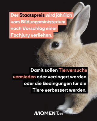 Vor schwarzem Hintergrund ist ein cremefarbener Hase zu sehen.