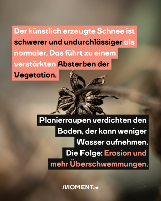 Nahaufnahme einer verwelkten Blume.