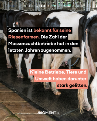 Mehrere Kühe sind von hinten zu sehen. Sie stehen in einem Kuhstall.