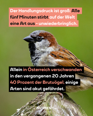 #4 Sperling, dazu der Text: Der Handlungsdruck ist groß: Alle fünf Minuten stirbt auf der Welt eine Art aus - unwiederbringlich. Allein in Österreich verschwanden in den vergangenen 20 Jahren 40 Prozent der Brutvögel, einige Arten sind akut gefährdet.