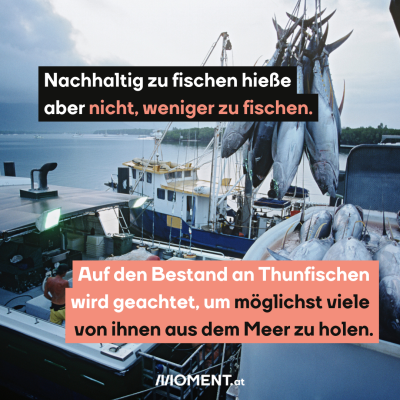 Bild zeigt Fischkutter mit Thunfisch-Fang, dazu der Text: Nachhaltig zu fischen hieße aber nicht, weniger zu fischen. Auf den Bestand an Thunfischen wird geachtet, um möglichst viele von ihnen aus dem Meer zu holen.