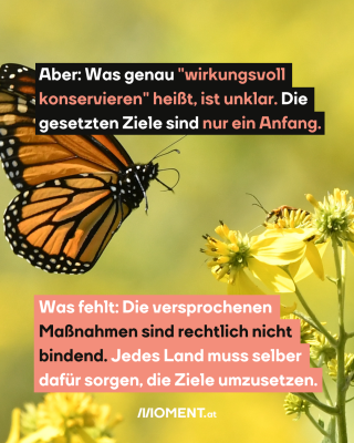 #5 Monarchfalter, dazu der Text: Aber: Was genau "wirkungsvoll konservieren" heißt, ist unklar. Die gesetzten Ziele sind nur ein Anfang. Was fehlt: Die versprochenen Maßnahmen sind rechtlich nicht bindend. Jedes Land muss selber dafür sorgen, die Ziele umzusetzen.