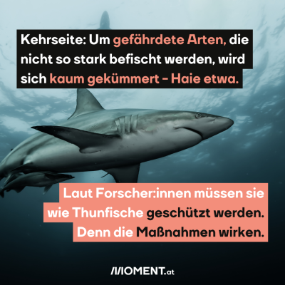 Bild zeigt Hai, dazu der Text: Kehrseite: Um gefährdete Arten, die nicht so stark befischt werden, wird sich kaum gekümmert - Haie etwa. Laut Forscher:innen müssen sie wie Thunfische geschützt werden. Denn die Maßnahmen wirken.