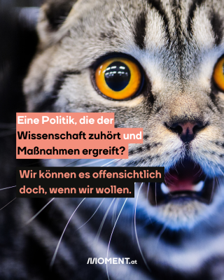 Nahaufnahme einer Katze. Sie hat die Augen weit aufgerissen und den Mund offen, als wäre sie von etwas überrascht.