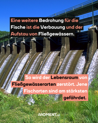 Flussverbauung. Text: Eine weitere Bedrohung für die   Fische ist die Verbauung und der   Aufstau von Fließgewässern.  So wird der Lebensraum von   Fließgewässerarten zerstört. Jene   Fischarten sind am stärksten   gefährdet.