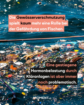 Müll im Meer. Text: Die Gewässerverschmutzung   spielt kaum mehr eine Rolle bei   der Gefährdung von Fischen.  Eine gestiegene   Hormonbelastung durch   Kläranlagen ist aber immer   noch problematisch.