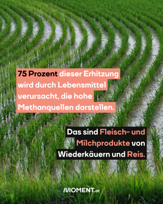 Ein Reisfeld ist zu sehen. Grashalme wachsen in sauberen Linien aus wasserbedecktem Boden heraus.