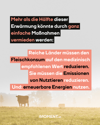 Eine nebelbedeckte Wiese im Morgengrauen. Die Silhouette einer Kuh ist in der Ferne zu erkennen.