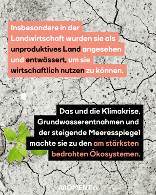 Insbesondere in der Landwirtschaft wurden sie als unproduktives Land angesehen und entwässert, um sie wirtschaftlich nutzen zu können.Das und die Klimakrise, Grundwasserentnahmen und  der steigende Meeresspiegel machte sie zu den am stärksten  bedrohten Ökosystemen.