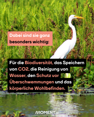 Dabei sind sie ganz  besonders wichtig: Für die Biodiversität, das Speichern von CO2, die Reinigung von Wasser, den Schutz vor Überschwemmungen und das körperliche Wohlbefinden. 
