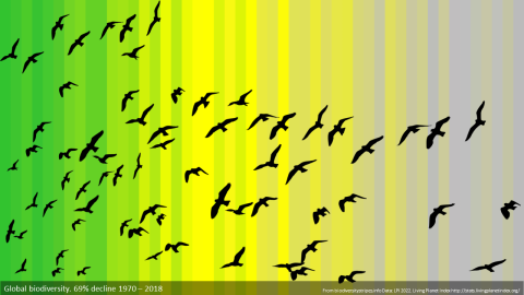 Die "Global Biodiversity Stripes" stellen dar, dass die Artenvielfalt seit 180 um 69& abgenommen hat