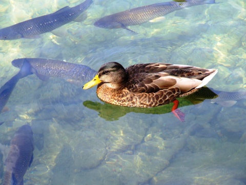 Die Ente blickt mitleidig auf die Forelle: Bachforellen sind in Österreich gefährdet