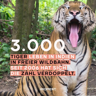 Foto zeigt einen Tiger im Dickicht, der sein Maul öffnet und die Zunge herausstreckt. Zahl des Tages: 3.000 Tiger leben in Indien in freier Wildbahn. Seit 2006 hat sich die Zahl verdoppelt.
