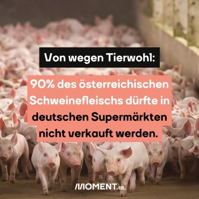 Unzählige Schweine sind in einen Stall gepfercht. Sie laufen auf die Kamera zu. “Von wegen Tierwohl: 90% des österreichischen Schweinefleischs dürfte in deutschen Supermärkten nicht verkauft werden.”