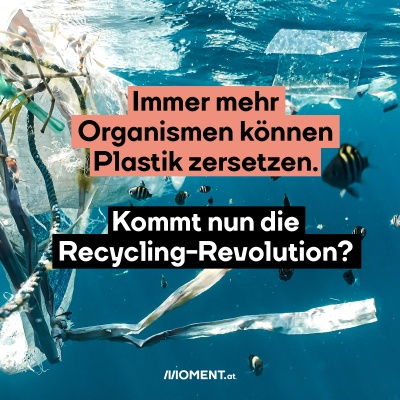 Immer mehr Organismen können Plastik zersetzen. Kommt nun die Recycling-Revolution?