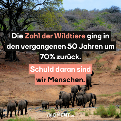 Die Zahl der Wildtiere ging um 70% zurück