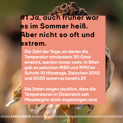 #1 Ja, auch früher war es im Sommer heiß. Aber nicht so oft und so extrem. Die Zahl der Tage, an denen die Temperatur mindestens 30 Grad erreicht, werden immer mehr. In Wien gab es beispielsweise zwischen 1980 und 1990 im Schnitt 10 Hitzetage. Zwischen 2010 und 2020 waren es bereits 27. Die Daten zeigen eindeutig, dass die Temperaturen in Österreich seit Messbeginn stark angestiegen sind." Im Hintergrund sieht man eine stark vertrocknete Blume