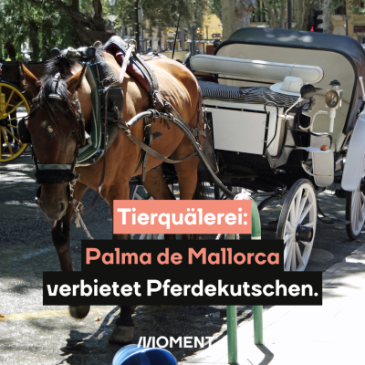 Pferdekutsche in Palma