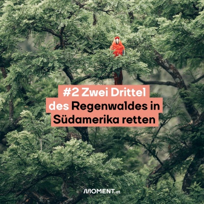 Ein Papagei sitzt auf einem Baum im Dschungel. Davor: Zwei Drittel des Regenwalds in Südamerika retten.