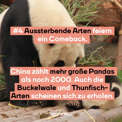 Eine Pandamutter mit ihrem Kind.