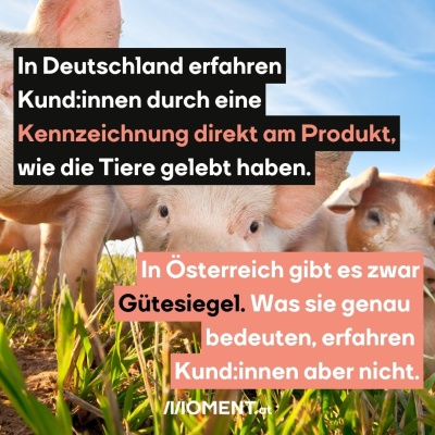 Drei pinke Schweine stehen in einer Wiese. Eines beschnüffelt die Kamera. “In Deutschland erfahren Kund:innen durch eine Kennzeichnung direkt am Produkt, wie die Tiere gelebt haben. In Österreich gibt es zwar Gütesiegel. Was genau hinter ihnen steckt, erfahren Kund:innen aber nicht.”