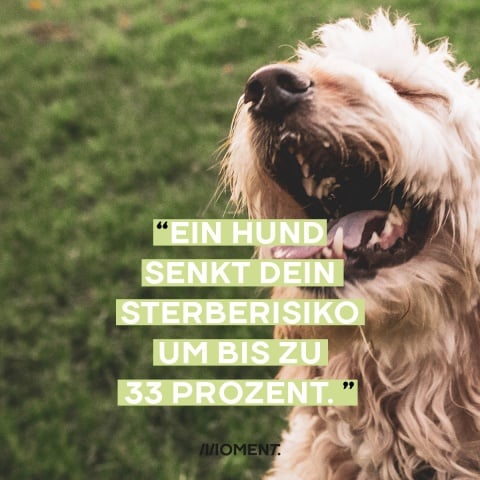 Shareable eines glücklichen Hundes, der mit geöffnetem Maul in die Kamera sieht, Text:"Ein Hund senkt dein Sterberisiko um bis zu 33 Prozent."